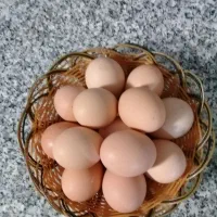 تخم مرغ بومی خانگی|خوردنی و آشامیدنی|اصفهان, شمس آباد|دیوار