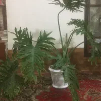 گل برگ انجیری فر (غول پیگر)