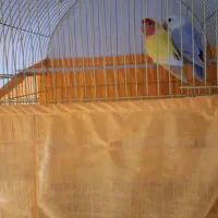 جفت کوتوله مولد رنگ خاص