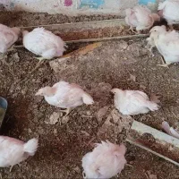 جوجه مرغ خروس (کردی -ماشینی)|حیوانات مزرعه|کرمانشاه, |دیوار