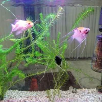 اکواریوم باماهی وهیتر وماسه عربی وشریمپ|ماهی|قم, پردیسان|دیوار