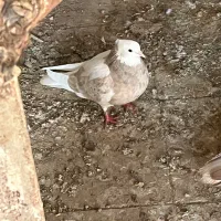 دم موشکی.دم سیاه..هر دو چند تیزی به اخر.|پرنده|سبزوار, قصبه شرقی|دیوار