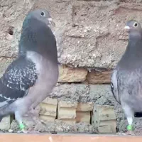 پنج عدد مسافتی پرواز بالا|پرنده|تربتحیدریه, نواب صفوی|دیوار