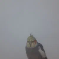 عروس هلندی|پرنده|گلبهار, شهر جدید گلبهار|دیوار