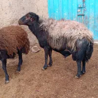 قوچ‌ و بره قوچی افشاری)شیشک کاوور میش بز‌‌ بزغاله|حیوانات مزرعه|تربت‌حیدریه, پایانه مسافربری تربت حیدریه|دیوار