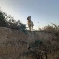 آلابای ۷ماهه شجره دار فروشی ۹ میلیون قیمت‌