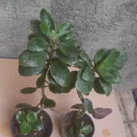 گلهای طبیعی|گل و گیاه طبیعی|شیروان (خراسان), |دیوار