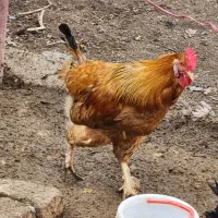 خروس یکساله