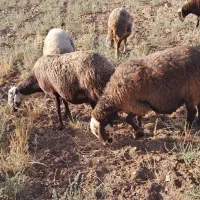 گوسفند بره قوچ میش بز