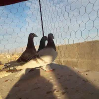 کفتر|پرنده|مشهد, همت آباد|دیوار