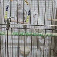 فروش عروس هلندی و ملنگو ماده