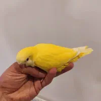 راهب زرد سرلاکی و ملنگو آبی نر