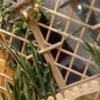 کد دعوت بلو بانک