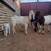 سه راس بزغاله دار|حیوانات مزرعه|گنبد کاووس, |دیوار