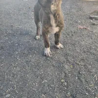 واگذاری توله خراسانی