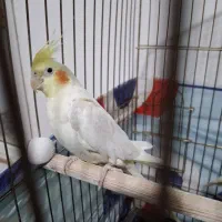 فروش عروس هلندی نر / مست|پرنده|خنداب, |دیوار