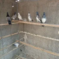 جوجه|پرنده|کاشان, مزرعه نو|دیوار