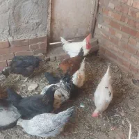 مرغ و خروس|حیوانات مزرعه|کرمان, |دیوار