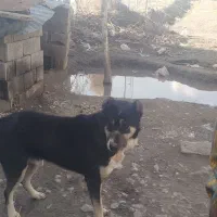 سگ نگهبان|سگ|نیشابور, قلعه نو|دیوار