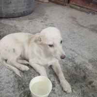 پاکوتا پیدا شده