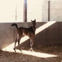 کره اسب خوشگل