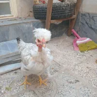 مرغ|حیوانات مزرعه|هشتگرد, مدرس|دیوار