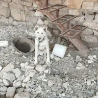 توله خراسانی