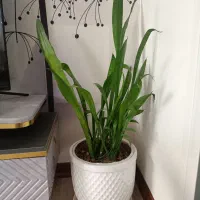 گل وگیاه