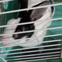 واگذاری خرگوش