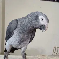 طوطی کاسکو فول اهلی.|پرنده|خوی, |دیوار