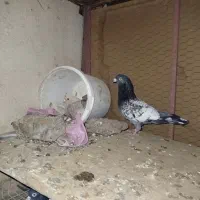 کفتر طاووسی نر