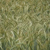 بذرتریتیکاله امریکایی|خدمات باغبانی و درختکاری|گرگان, |دیوار