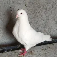 کبوتر. سفید نر