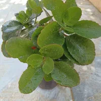 گل های زیبا و مقاوم خانگی