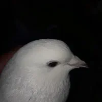 دو عدد کفتر ماده