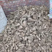 جغندز تمیز تازه