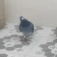 آبادان|پرنده|آبادان, |دیوار