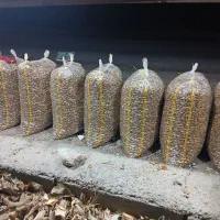 بادام درختی