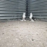 کبوتر تزئینی|پرنده|شاهرود, |دیوار