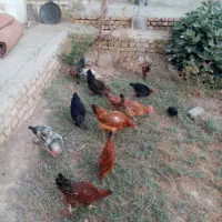 مرغ گلین تخم گذار