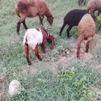 دو تا بزغاله نر پاکستانی اصیل