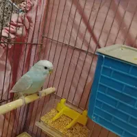 مرغ عشق ماده