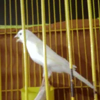 قناری نر و ماده