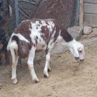 بره قوچ پلنگی اصل جنس