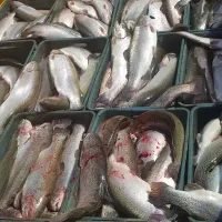 ماهی قزل آلا آب چشمه تمیز و بسته بندی شده