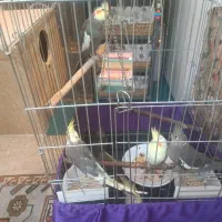 فروش ۷ عدد عروس هلندی