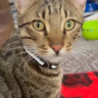 واگذاری گربه