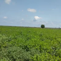 اجاره  برای کاشت  سیر واقع 2هکتار کانال 7|فروش دفتر صنعتی، کشاورزی، تجاری|پارسآباد, |دیوار