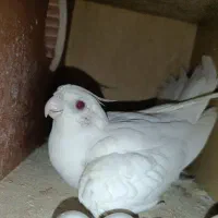 عروس هلندی مولد البینو جفت