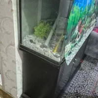 آکواریوم ۱۱۰در ۵۰ در ۴۰|ماهی|زنجان, |دیوار